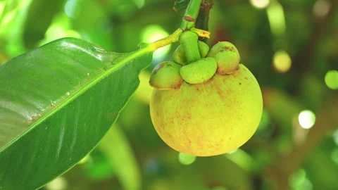 Macro Shot of Mangosteen Fruit Stem and Sepal 스톡 동영상 337111170