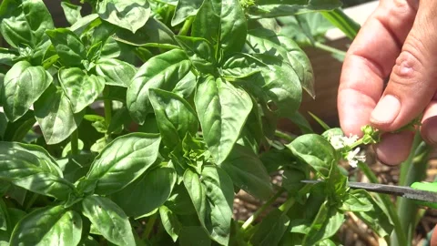 Macro shot of a man's hands using scissors to prune a basil flower stem in .. Stock Footage 343874541