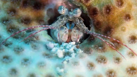 Macro shot of Mantis Shrimp Stock Footage 95067265