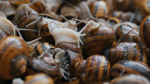 Macro shot of many snails Stock Footage 121177980