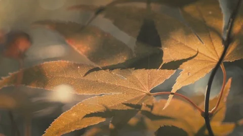 Macro shot of Maple leaf texture in warm morning sunlight, Slow motion Stock Footage 97892300