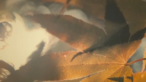 Macro shot of Maple leaf texture with warm orange colors in Slow motion Stock Footage 97892435