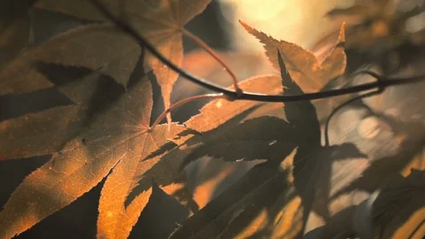Macro shot of Maple leaf veins and cells with warm colors and blurry bokeh Stock Footage 97891310