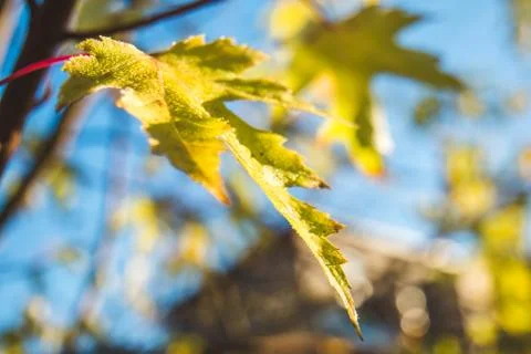 Macro shot of maple leaves Stock Photos