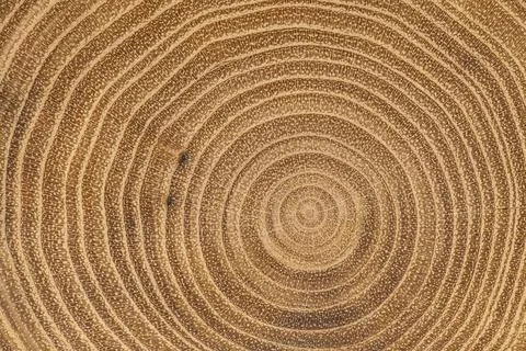 Macro shot of maple tree internal texture. Natural wood pattern Stock Photos