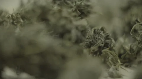 Macro shot of Marijuana buds Vídeo Stock 37270250