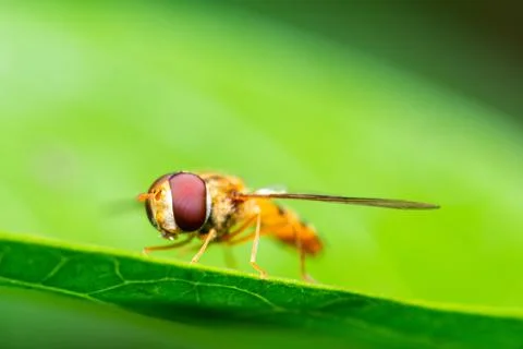 Macro shot of a marmalade hoverfly or Episyrphus balteatus Foto stock