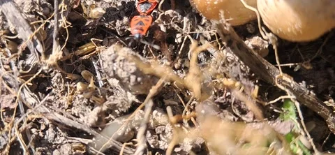 Macro shot of mating firebugs on the ground 動画素材 335065541