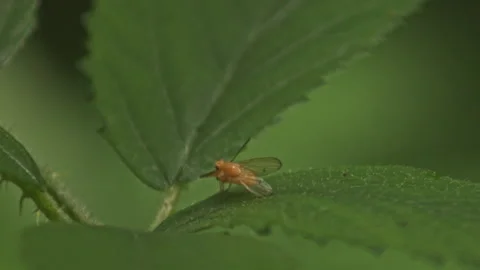 Macro shot of mating small yellow Lauxaniidae flies on leaf in woodland Video stock 251039931