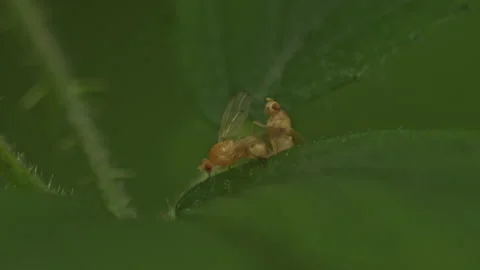 Macro shot of mating small yellow Lauxaniidae flies on green leaf in woodland Stock Footage 251046692