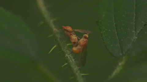 Macro shot of mating small yellow Lauxaniidae flies on thorny green stem in Video stock 251051308