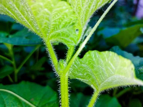 Macro shot of melon leaf texture and hairs Stock Photos