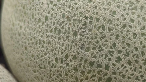 Macro Shot of Melon Skin Texture - Netted Rind Close-up 库存影片 332549402