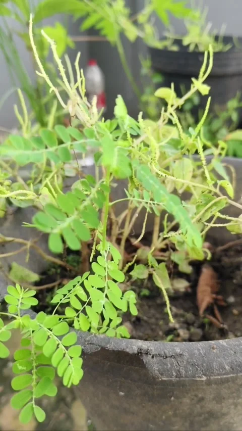 Macro shot of Meniran (Phyllanthus niruri) leaves in a pot. Stock Footage 324555843