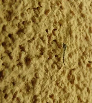 Macro shot of a midge insect resting on a textured wall Stock Photos