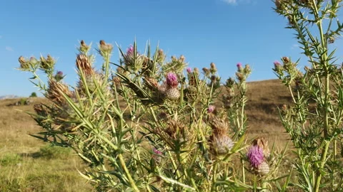 Macro shot of milk thistle Stock Footage 141061742