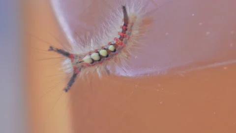 Macro shot of millepede, thousand legger Stock Footage 148003651