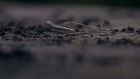 Macro shot of a millipede crawling across a wooden railing 動画素材 153330962