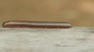 Macro Shot Of Millipede Crawling Along Edge Of Wooden Bench. Stock Footage