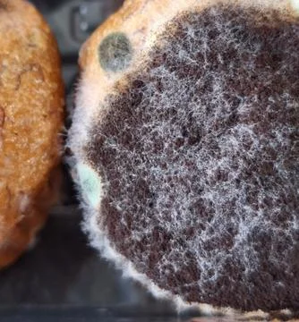 Macro shot of mold. mold background. Stock Photos