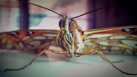 Macro shot of a Monarch butterfly Stock Footage 255221013