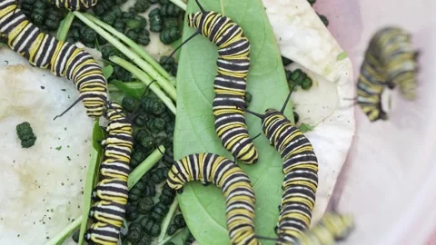Macro Shot of Monarch Caterpillars Devouring Green Leaves Video stock 332275057