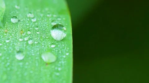 Macro Shot Of Morning Dew Drops On Green Leaf Surface Stock Footage 345442702