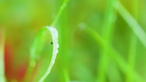 Macro Shot Of Morning Dew Drops On Green Grass Blade Stock Footage 345442991
