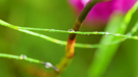 Macro Shot Of Morning Dew Drops On Green Grass Blades Stock Footage 345443196