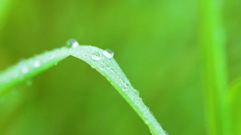 Macro Shot Of Morning Dew Drops On Green Grass Blade Stock Footage 345443707