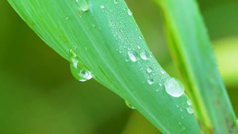 Macro Shot Of Morning Dew Drops On Green Leaf Sustainability Concept Stock Footage 345444250