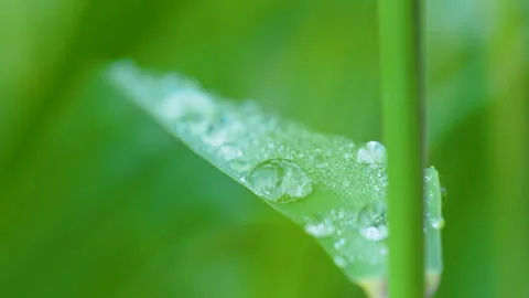 Macro Shot Of Morning Dew Drops On Green Grass Leaf Stock Footage 345446178