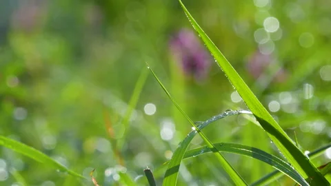 Macro Shot Of Morning Dew Drops On Green Grass At Golden Hour Stock Footage 345446377