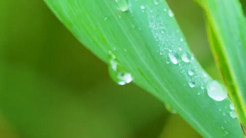 Macro Shot Of Morning Dew Drops On Vibrant Green Leaf Stock Footage 345845966