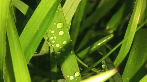 Macro Shot of Morning Dew Drops on Fresh Green Grass Blades 写真素材
