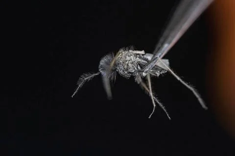 A macro shot of a mosquito which is held by tweezers Stock-Fotos
