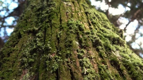 Macro shot of moss on bark. Stock Footage 327094578
