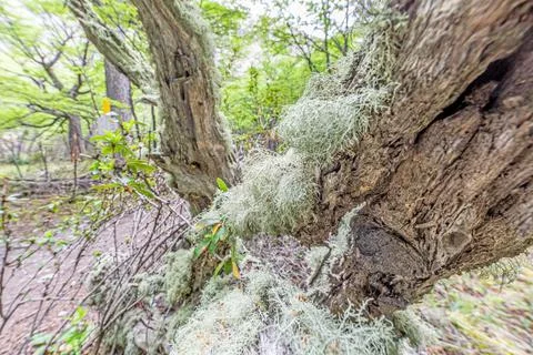 Macro shot of a moss covered tree trunk in a forest Stock-Fotos