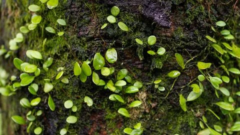 Macro Shot of Moss-Covered Tree Bark with Tiny Green Leaves Thriving in Hum.. Stock Photos
