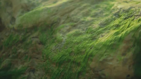 Macro Shot of Moss Growing on Sunlit Rock Surface in Nature Stock Footage 344041891