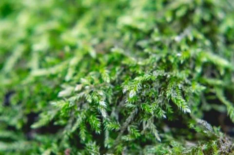 Macro shot from the moss Stock Photos