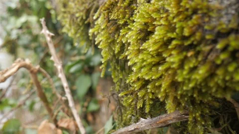 Macro shot of moss on a stone wall Stock Footage 127734380