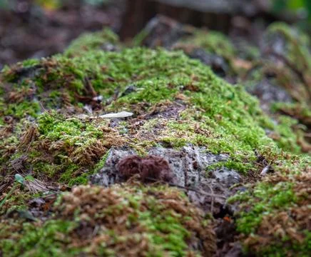 Macro shot of moss on a tree trunk with a plane of focus Stock-Fotos