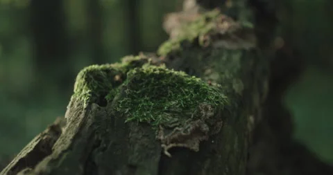 Macro shot of a mossy branch in a forest Video stock 230601322