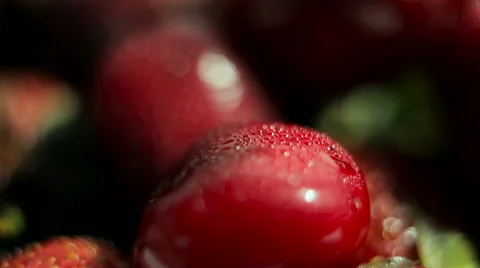 Macro shot in motion. de-focused scene. red cherries with drops of dew. Stock Footage 61214905