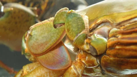 Macro Shot of Mud Crab Swimming Legs (Paddles) in Aquarium Stock Footage 320929145