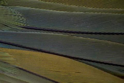 A macro shot of multi colored bird feathers, geometrical pattern Stockfoto's