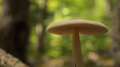 A macro shot of a mushroom on a trail. Stock Footage 148059919
