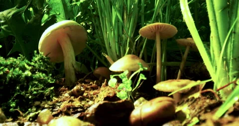A macro shot of mushrooms hidden between the grasses Video stock 130505596