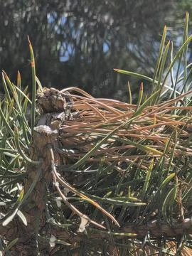 Macro shot of natural pine tree resin on a broken branch. Stock Photos